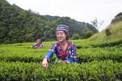 层梯田式的茶园随山势蜿蜒&hellip;